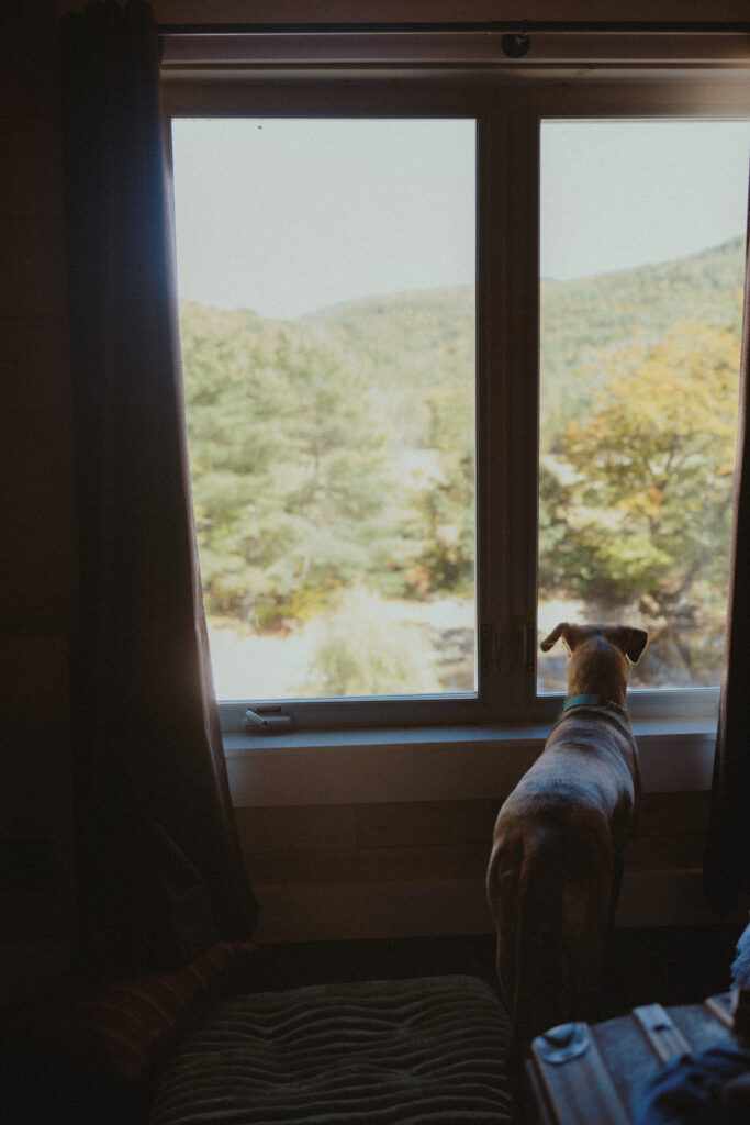 Bride and groom's dog looking out the window of the wedding venue