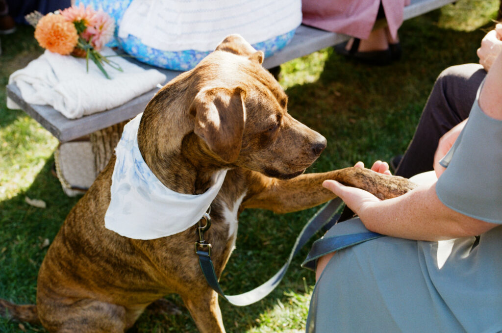 Bride and groom's dog during the ceremony
