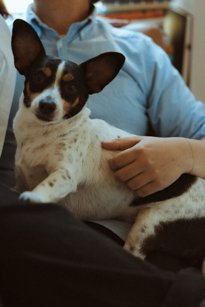 Dog sitting in the owner's lap